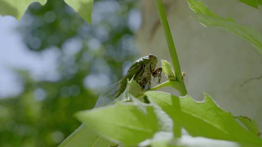 树叶上的蝉