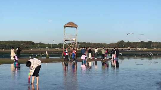 海边赶海游玩海鸥飞翔