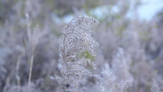 芦苇 禾本科 花 干芦苇 被子植物 芦苇毛