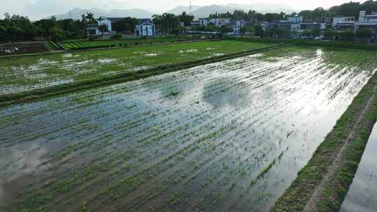 4k水稻培育秧苗粮食安全绿色稻田生态航拍