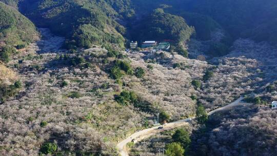 4k航拍白梅花青梅花坚毅雪景小寒冬季