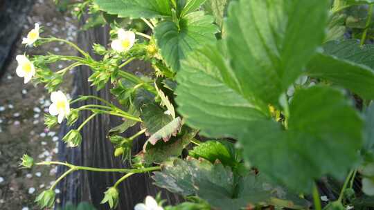 草莓园 农田 农业作物 水果 绿色植物 温室