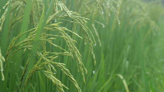 雨中的稻穗水稻特写雨露水珠田野