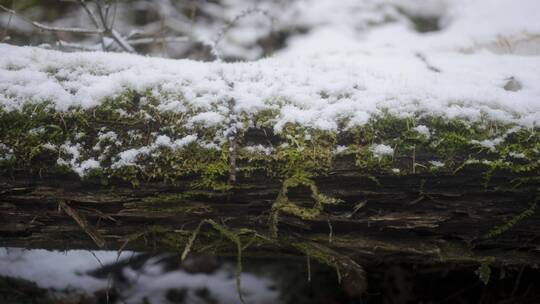 雪中长满青苔的树干