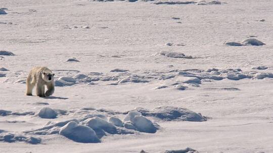 北极熊从斯瓦尔巴群岛挪威比约恩桑德特附近的海冰视频素材模板下载