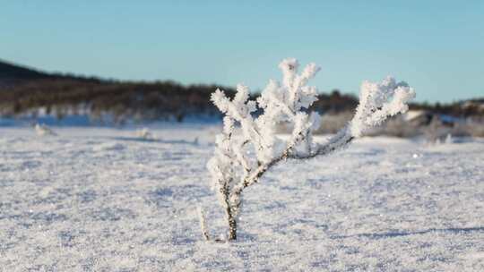 冬季山区景观延时滑块中的树