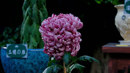 菊花展览特写