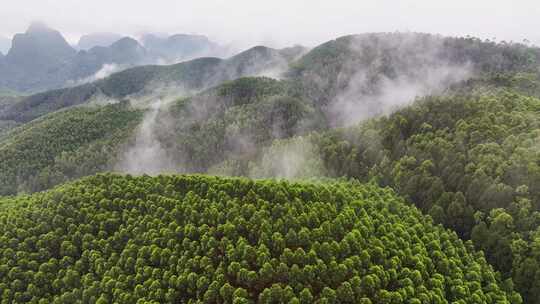 航拍森林自然风景云雾