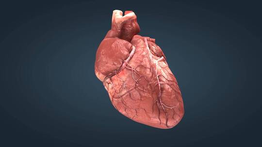 人体重要器官心脏跳动三维动画03视频素材模板下载