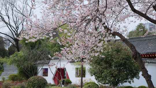 兴庆宫公园春日生机勃勃