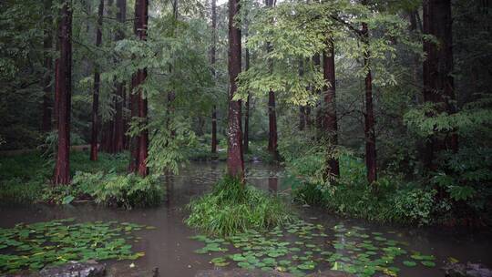 杭州西湖景区虎跑公园森林氧吧