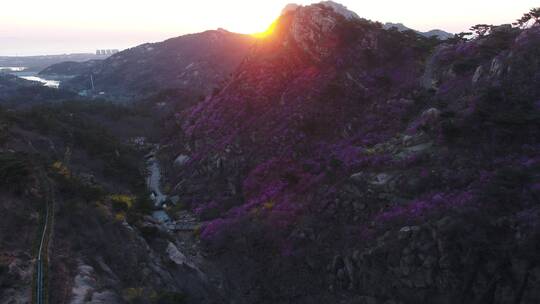 航拍大珠山杜鹃花开