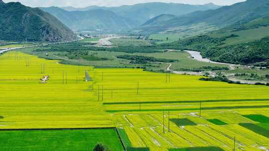 遍地油菜花视频素材模板下载