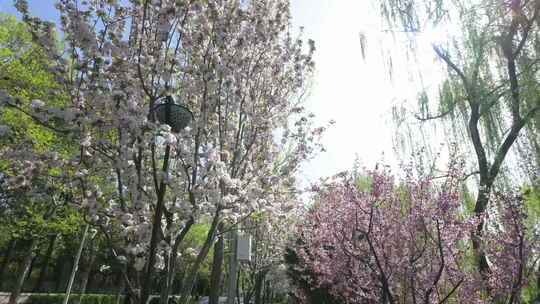 春日花卉 鲜花盛开 阳光明媚 道路行进