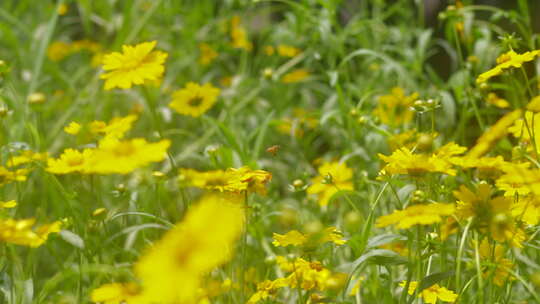 户外野花 山野 野菊花 花海