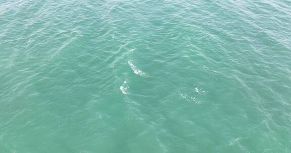 俯拍碧绿海水移动的海面清澈的绿色水面航拍