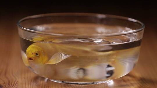 玻璃鱼缸里的金鱼锦鲤视频素材模板下载