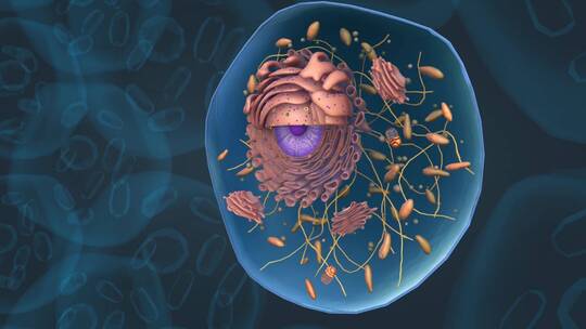 微观医学细胞核肝细胞高尔基体三维动画