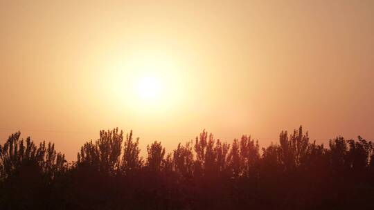 秋天果树剪影傍晚夕阳余晖