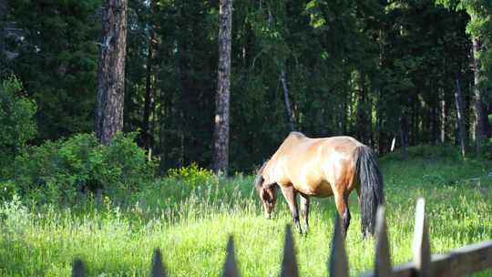 森林里的马草原上的马吃草野外的马吃草野马