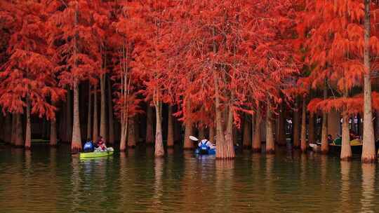 青山湖红杉林