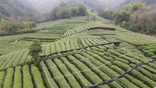 棕榈茶园茶园田垄视频素材模板下载