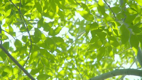 夏天阳光树叶唯美空镜头意境植物