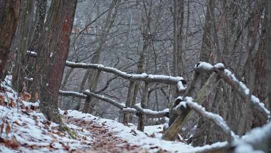 栅栏，树木，雪，冬天