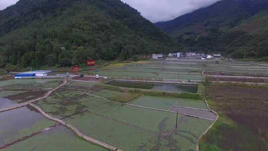 雷波马湖莼菜