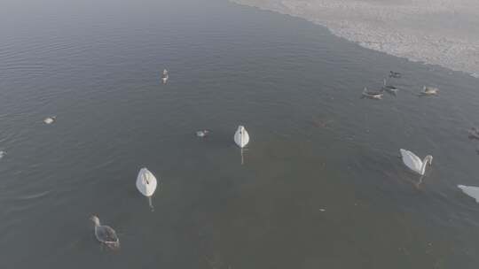 青海青海湖湖面飞鸟航拍视频