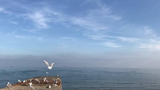 海岸岩石上的海鸥