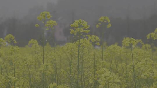 油菜花春暖花开