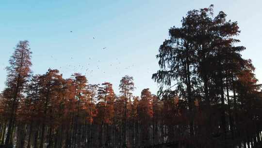 湖北涨渡湖秋天湿地白鹭飞翔航拍