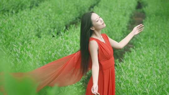 最美茶园 茶山 茶文化 茶叶 绿茶 美女茶园