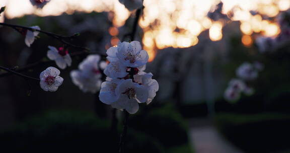 移动轨道拍摄夕阳背景的杏花系列