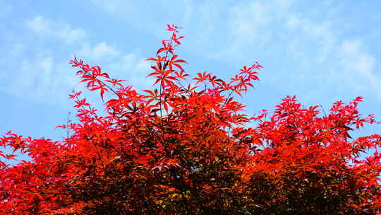 4k自然风景红叶枫叶树叶视频素材模板下载