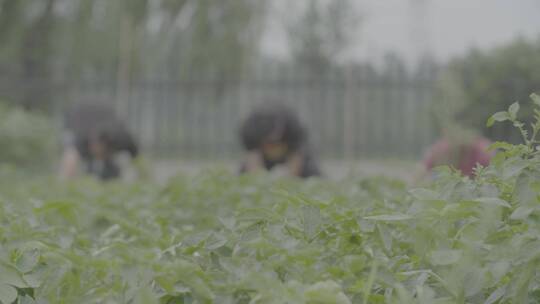 土豆种植收获土豆LOG视频素材