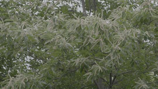 板栗树栗子花LOG