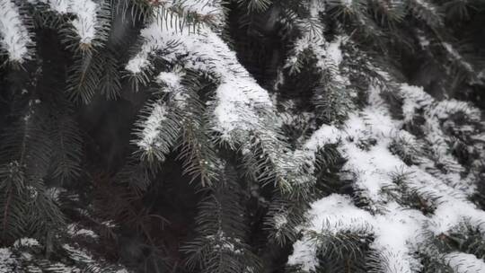 树叶覆盖着松软的雪