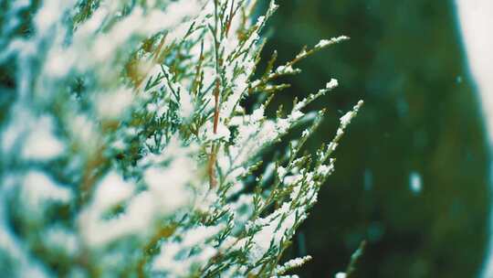 4K - 下雪时的松树微距特写