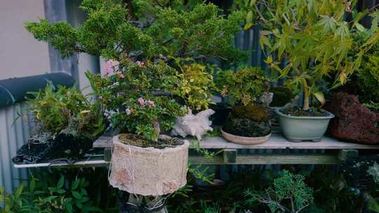 盆栽绿植摆放在木质架上