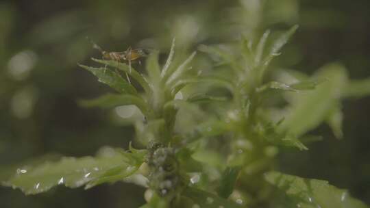 4K野生蕨类植物