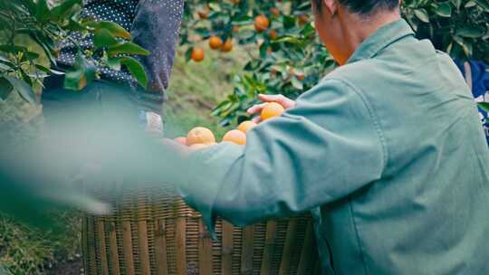 橙子果园水果农民丰收乡村振兴