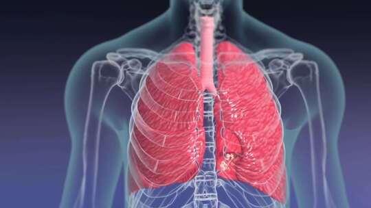 人体肺部3D呼吸系统治疗检查