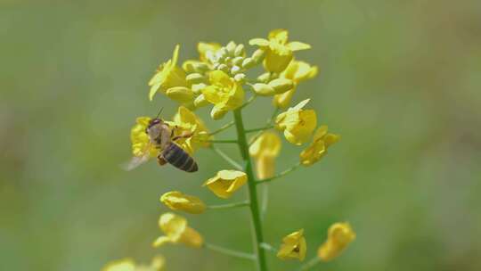 春天油菜花蜜蜂采蜜视频素材模板下载