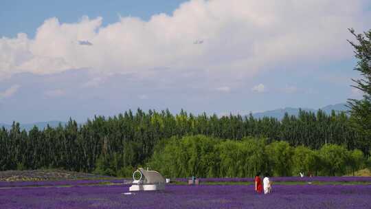 新疆伊犁紫色薰衣草农业旅游农庄田园风景