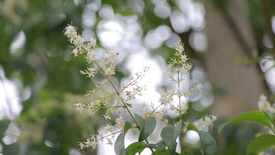 唯美小花与花蝴蝶昆虫美景自然世界视频素材