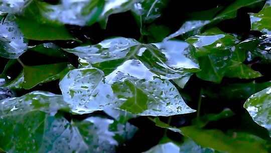 雨天中绿色树叶上雨水淅沥