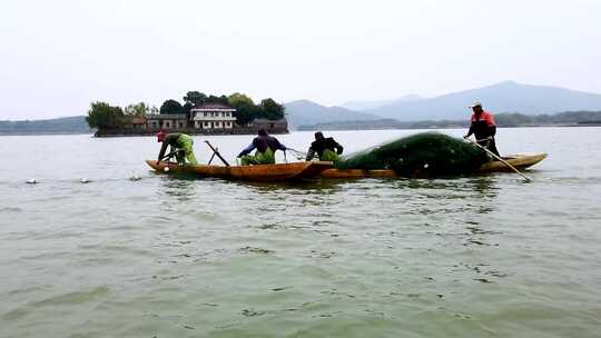 捕捞 捞鱼 湖面 捕鱼