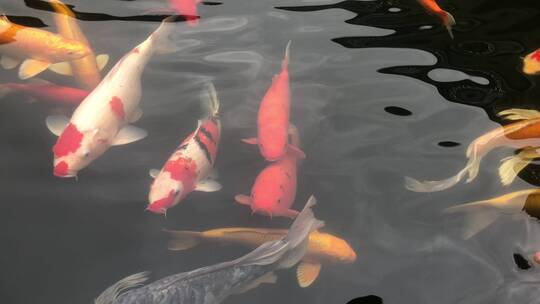 水里的锦鲤鱼